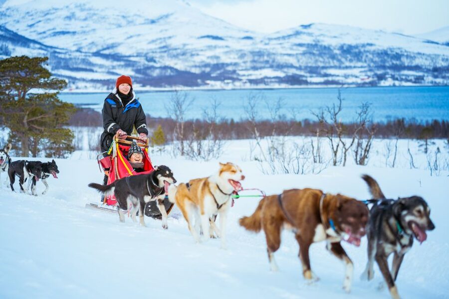 Tromsø: Husky Sled Self-Drive with Traditional Lunch - Who should book (and who should skip) a self-drive husky sled in Tromsø