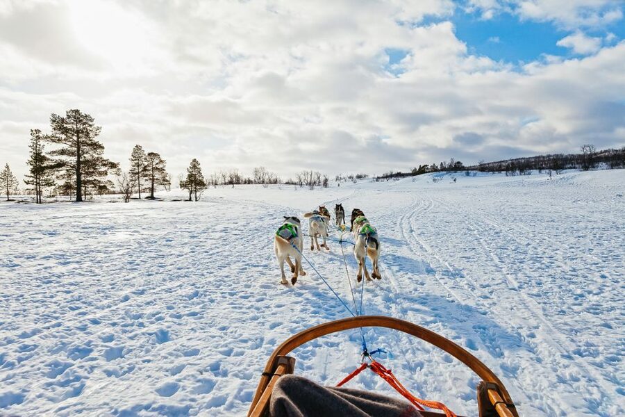 Tromsø: Husky Sled Self-Drive with Traditional Lunch - Final call: should you book this Tromsø husky sled self-drive?