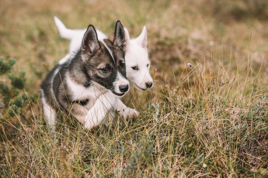 Tromsø: Puppy Training at the Husky Kennel with Lunch - Key points before you go