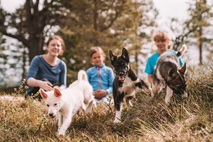 Tromsø: Puppy Training at the Husky Kennel with Lunch - The hike outside the camp: practice in real weather