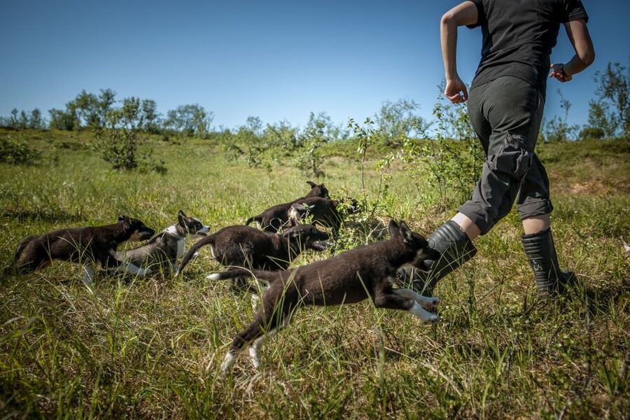 Tromsø: Puppy Training at the Husky Kennel with Lunch - Views and timing: why the day feels like more than a “petting zoo”