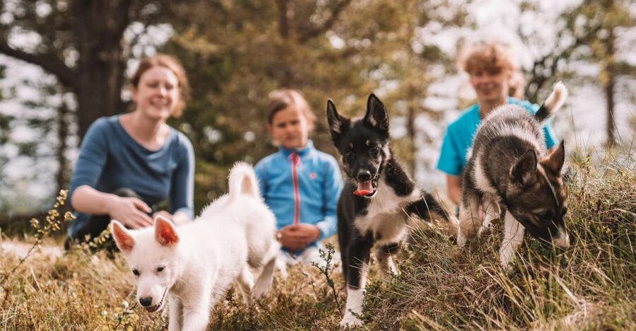 Tromsø: Puppy Training at the Husky Kennel with Lunch - Price and value: what $172 buys you