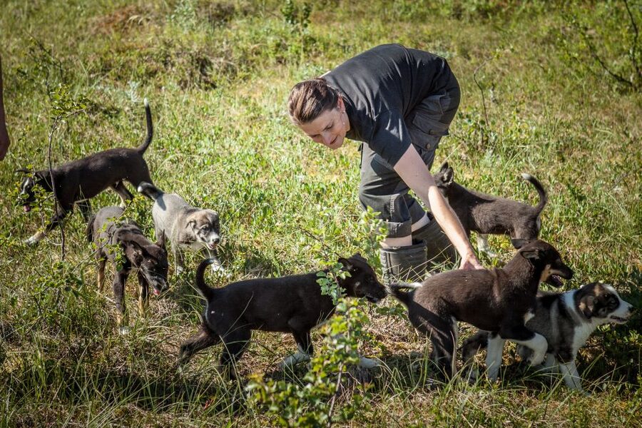 Tromsø: Puppy Training at the Husky Kennel with Lunch - Tromsø to the kennel: transport that saves time