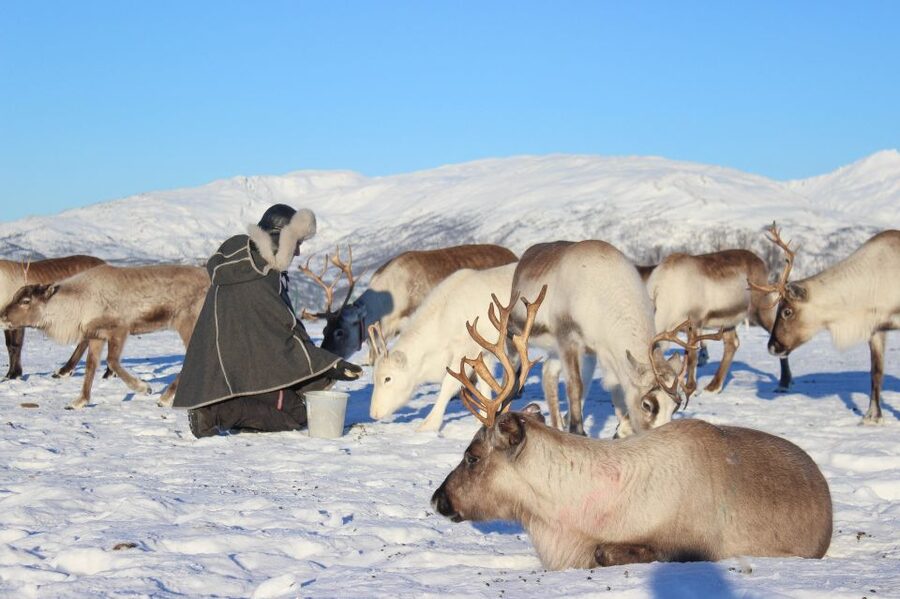Tromsø: Reindeer Camp and Sami Cultural Tour with Lunch - Key things you should know before you go