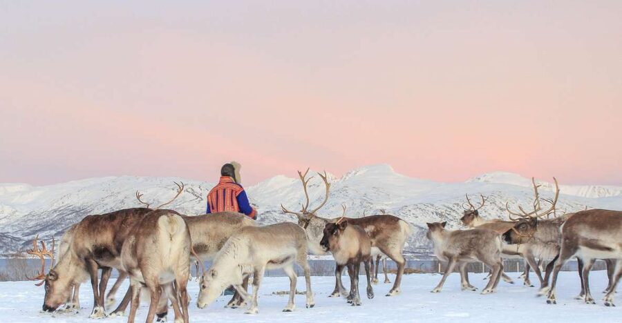 Tromsø: Reindeer Camp and Sami Cultural Tour with Lunch - Why this Tromsø reindeer camp feels different from a typical tour