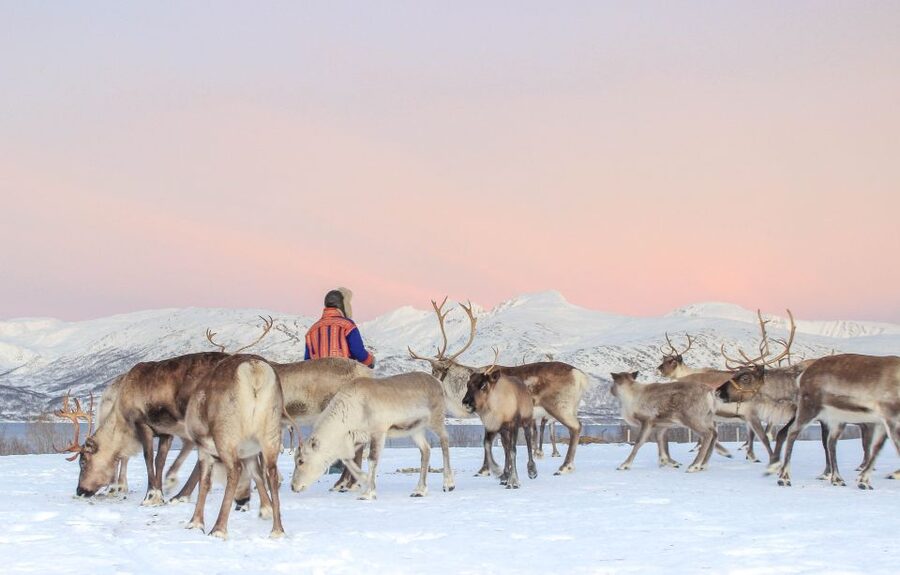 Tromsø: Reindeer Camp and Sami Cultural Tour with Lunch - Should you book Tromsø Arctic Reindeer with lunch?