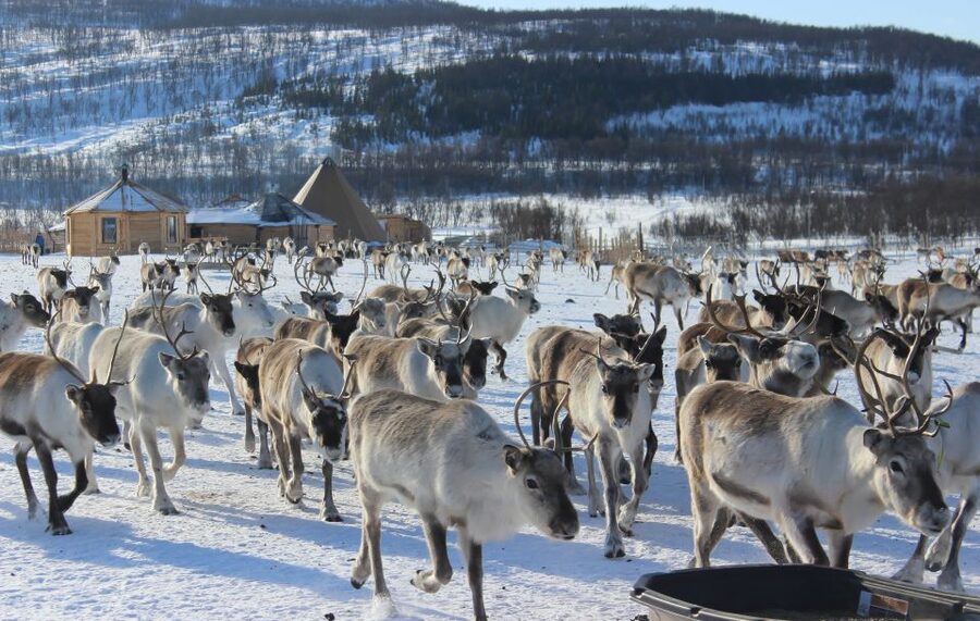 Tromsø: Reindeer Camp and Sami Cultural Tour with Lunch - The 4-hour flow, from Tromsø bus terminal to lavvu songs