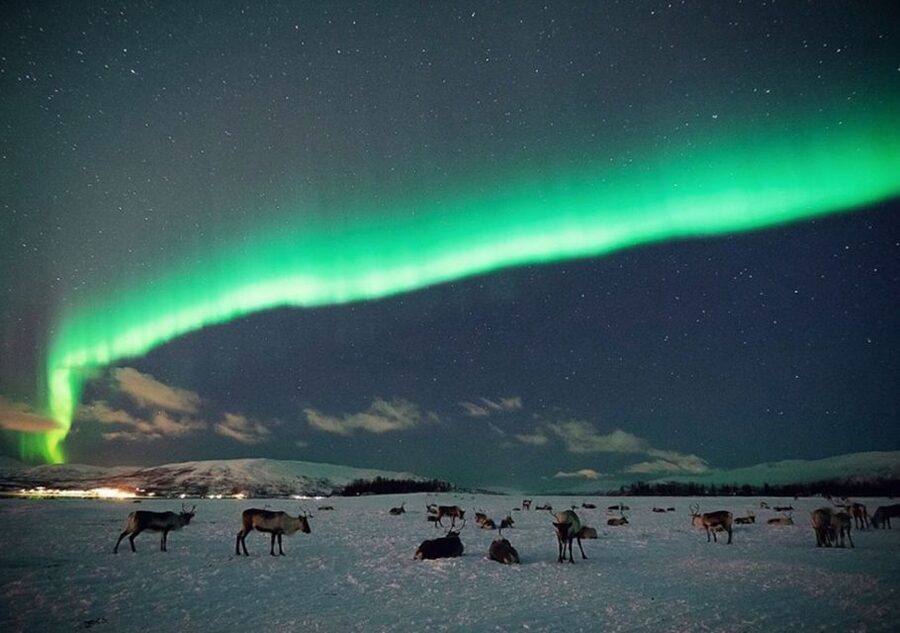 Tromsø: Reindeer Camp Dinner with Chance of Northern Lights - Why this Tromsø reindeer camp dinner feels different than a lights-only tour