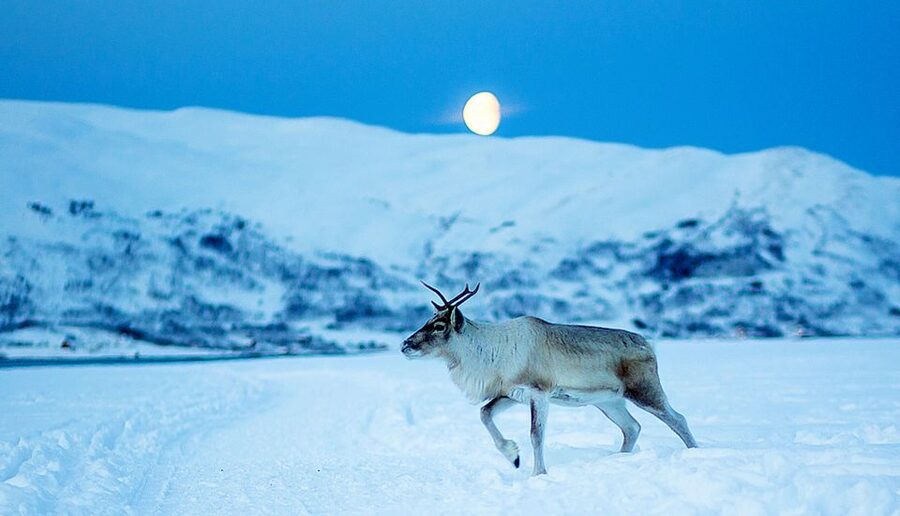 Tromsø: Reindeer Camp Dinner with Chance of Northern Lights - Sámi stories, herder life, and a joik performance around the fire