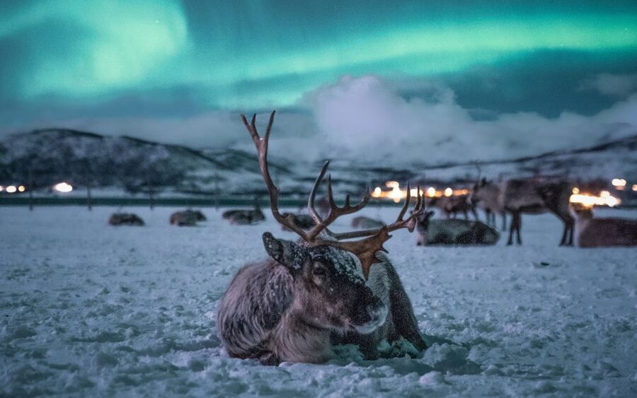 Tromsø: Reindeer Camp Dinner with Chance of Northern Lights - From Tromsø Havn Prostneset to the camp: timing and getting started smoothly