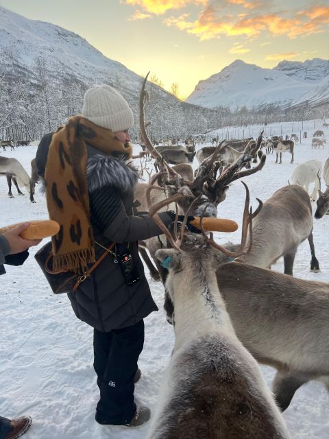 Tromsø: Reindeer Experience at a Sami Camp - Why Lavangsdalen reindeer time plus Sami stories hits different