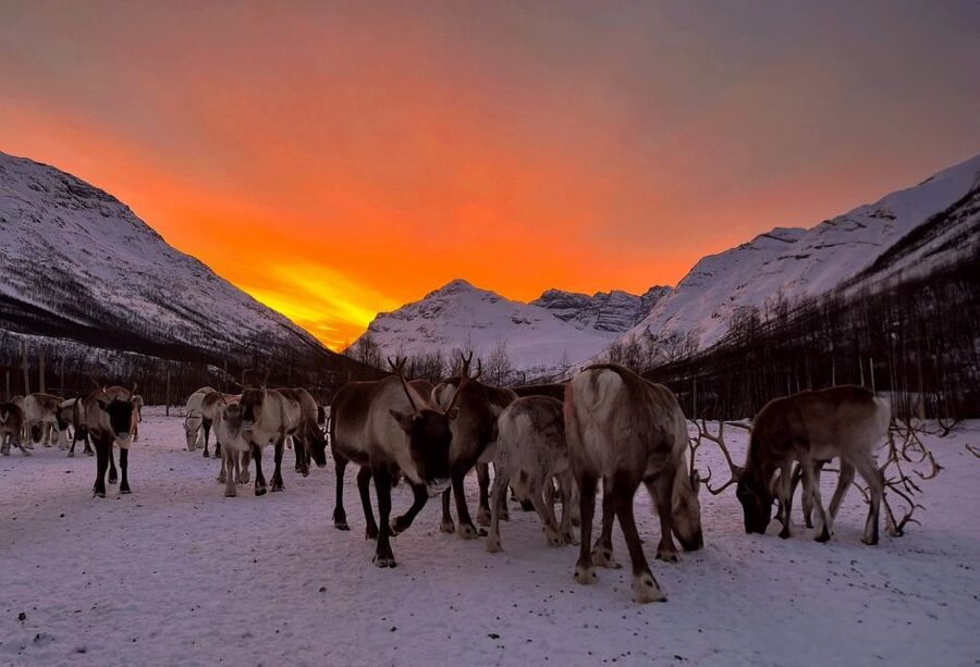 Tromsø: Reindeer Experience at a Sami Camp - What to wear for this reindeer camp day in winter
