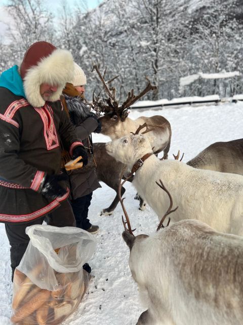 Tromsø: Reindeer Experience at a Sami Camp - Who should book this Sami reindeer experience