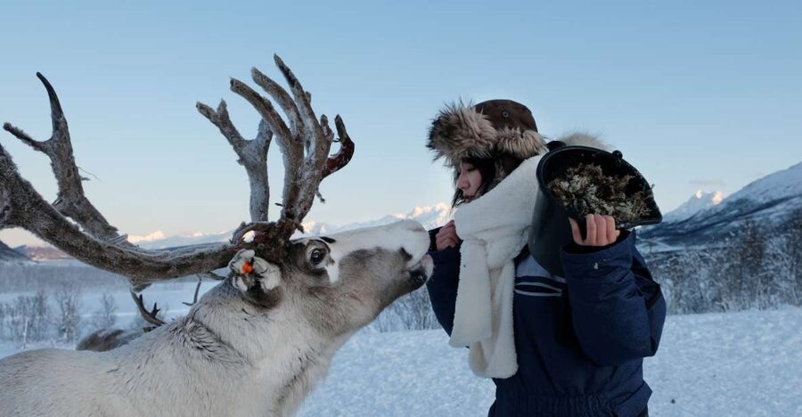 Tromsø: Reindeer Feeding and Sami Cultural Experience - Key highlights worth planning for