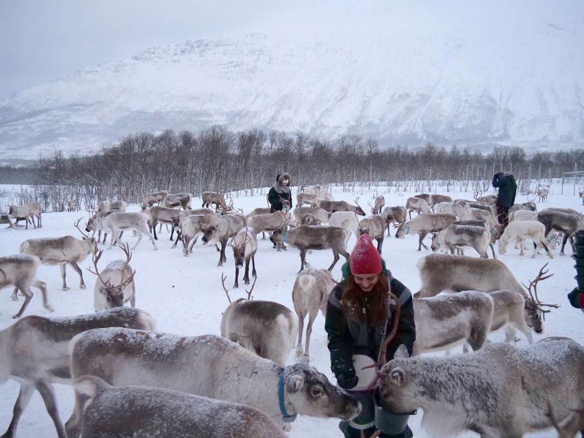 Tromsø: Reindeer Feeding and Sami Cultural Experience - Who should book this Sami reindeer experience