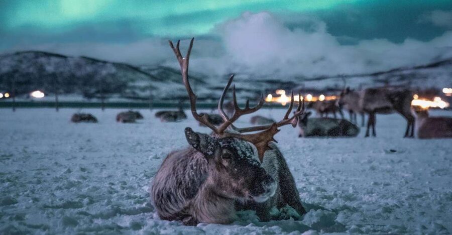 Tromsø: Reindeer Sled, Dinner, and Chance of Northern Lights - Getting There Smoothly: Tromsø Havn Prostneset, 17:40 Pickup, 18:00 Departure
