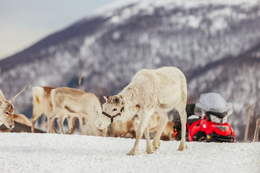 Tromsø: Reindeer Sledding & Feeding with a Sami Guide - Key things to know before you go