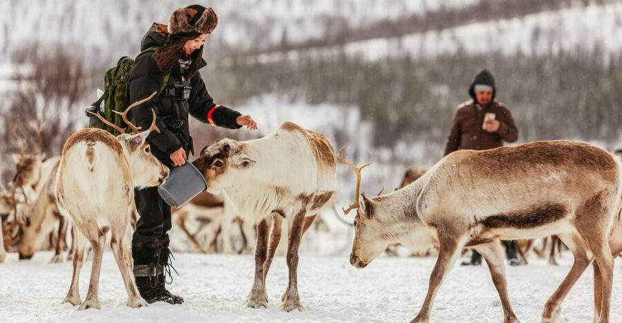 Tromsø: Reindeer Sledding & Feeding with a Sami Guide - Should You Book This Tour?