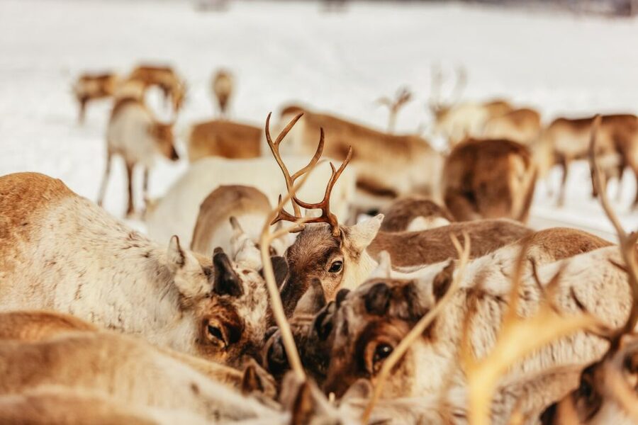 Tromsø: Reindeer Sledding & Feeding with a Sami Guide - Sami Reindeer Sledding in Tromsø, Where Culture Is the Main Event