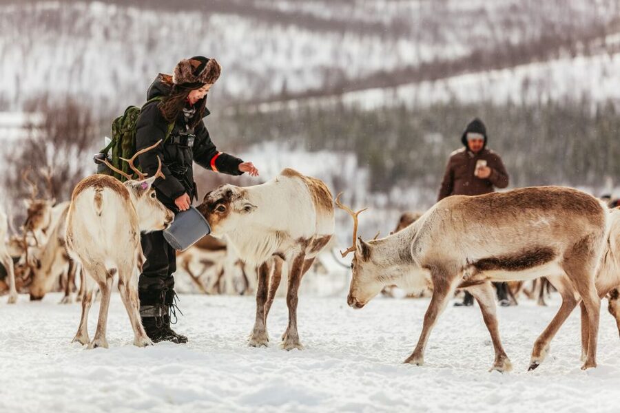 Tromsø: Reindeer Sledding & Feeding with a Sami Guide - The Sami Camp: Feeding a Herd of 300 Reindeer Up Close