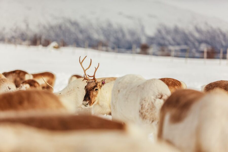 Tromsø: Reindeer Sledding & Feeding with a Sami Guide - Price and Value: Why This One Costs More Than a Basic Tour