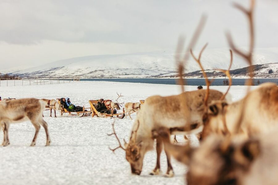 Tromsø: Reindeer Sledding & Feeding with a Sami Guide - What to Wear and Bring for Tromsø Winter Comfort