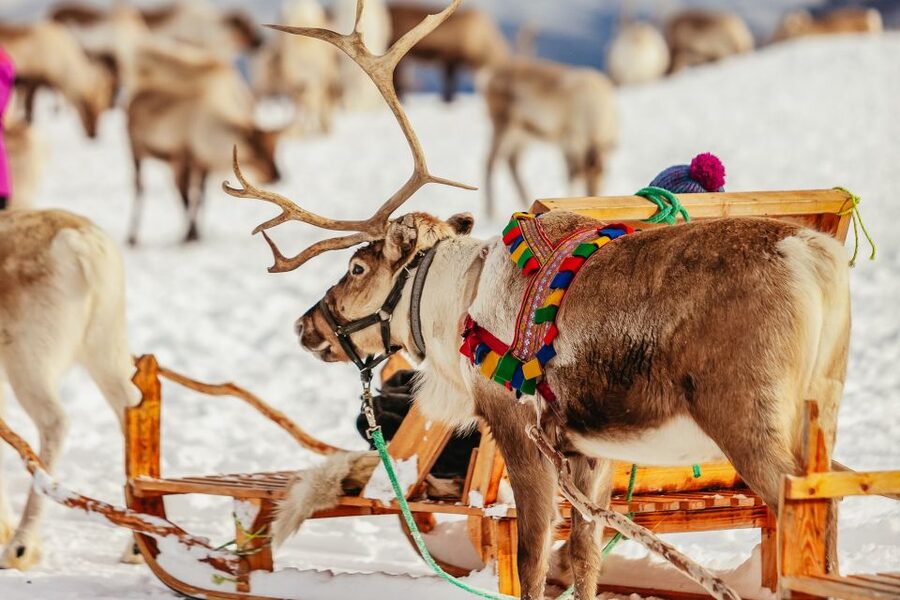 Tromsø: Reindeer Sledding & Feeding with a Sami Guide - Meeting Tromsø Arctic Reindeer at Prostneset and Then Out to the Camp