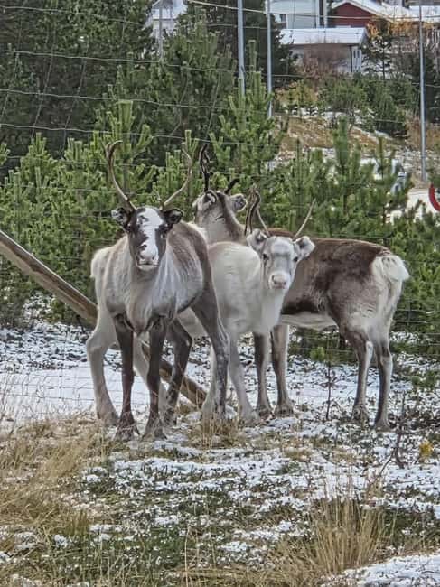 Tromsø: Sami Culture & Reindeer with Transport - Quick practical tips so your day runs smoothly