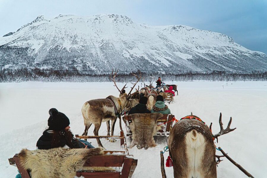 Tromsø: Sámi Reindeer Sledding and Sami Cultural Tour - Feeding the Reindeer Herd: The Most Important Part of the Day