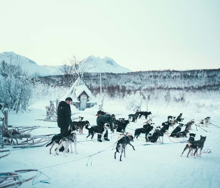 Tromsø: Self-Drive Husky Dog Sledding Adventure - Key Points I’d Circle Before You Book