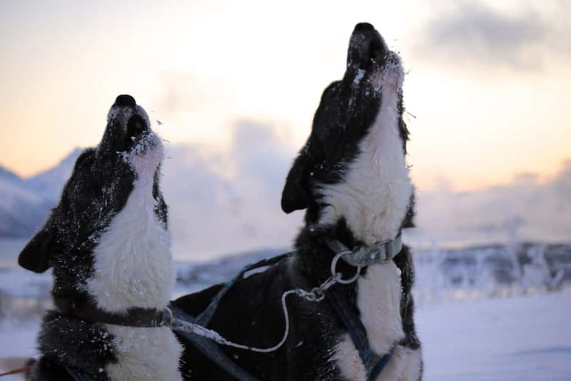 Tromsø: Self-Drive Husky Dog Sledding Adventure - Riding the Arctic Snow: Time on the Trail and What to Expect