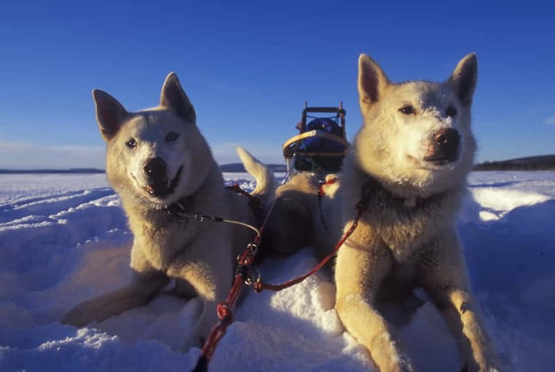 Tromsø: Self-Drive Husky Dog Sledding Adventure - Dog Time Before and After: Why This Kennel Visit Matters