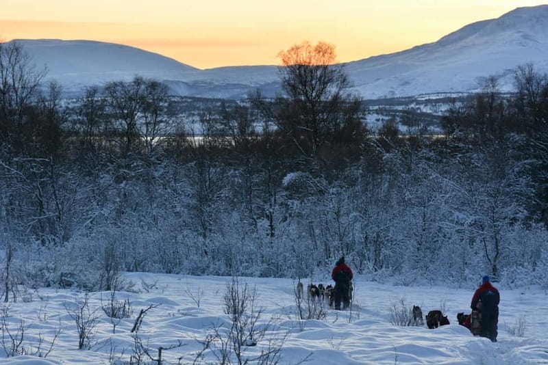 Tromsø: Self-Drive Husky Dog Sledding Adventure - Price and Value: Is $351 Worth It?