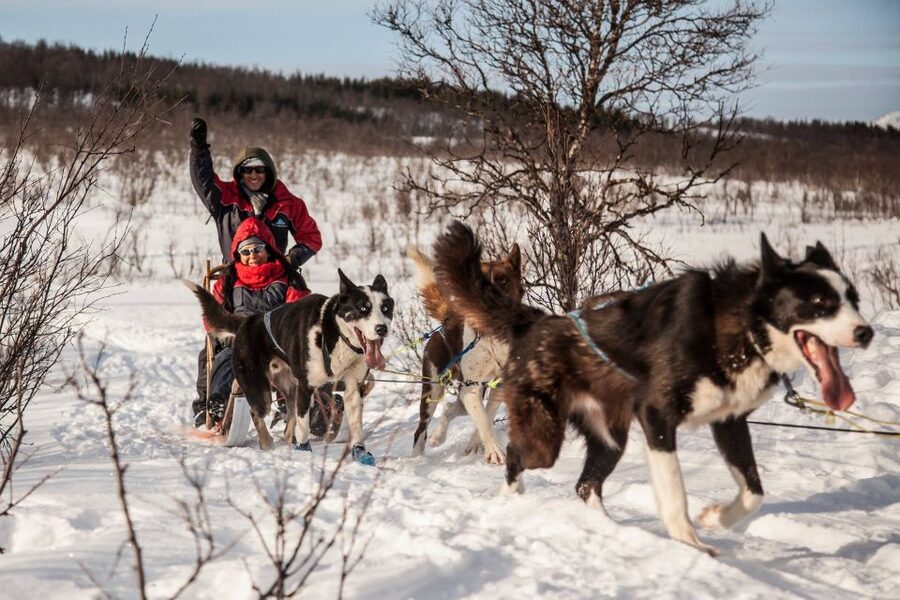 Tromsø: Self-Drive Husky Dog Sledding Adventure - Who This Husky Sledding Adventure Fits Best (and Who Should Skip It)
