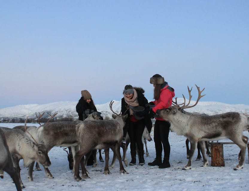 Tromsø: Snowshoeing Tour & Reindeer Encounter with Lunch - First stop: the Sami reindeer camp and your chance to feed the herd