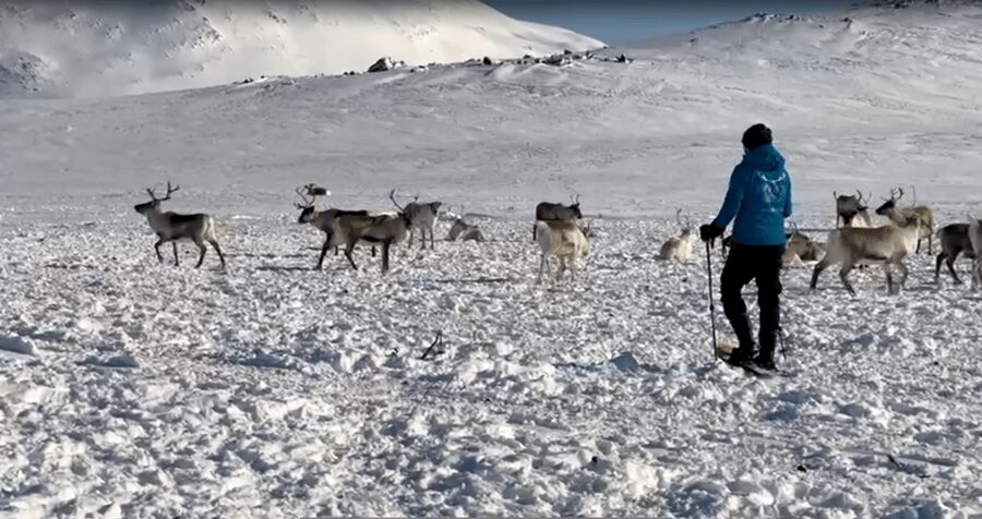 Tromsø: Snowshoeing Tour & Reindeer Encounter with Lunch - FAQ