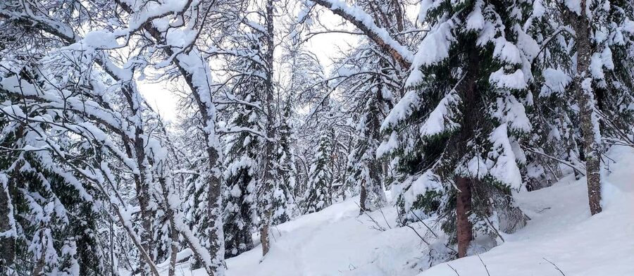 Tromsø Street to Wilderness: Guided Snowshoe Hike - What Makes the 2-Hour Snowshoe Hike Actually Enjoyable