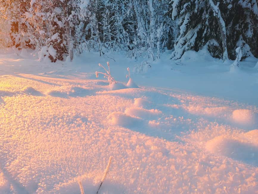 Tromsø Street to Wilderness: Guided Snowshoe Hike - How to Fit This Tour Into Your Tromsø Day Plan