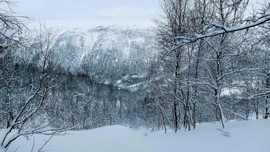 Tromsø Street to Wilderness: Guided Snowshoe Hike - Who This Snowshoe Hike Is Best For (and Who Should Skip)