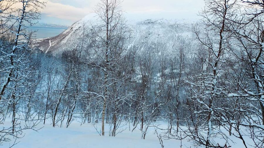 Tromsø Street to Wilderness: Guided Snowshoe Hike - Tromsø Winter Views: Fjords, Mountains, and Real Photo Stops