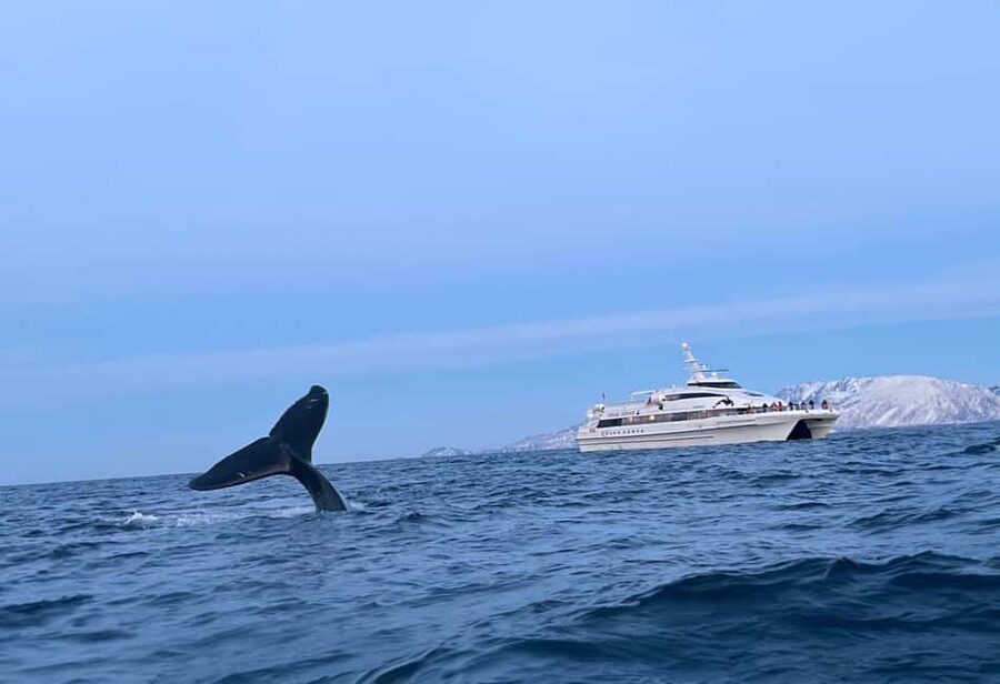 Tromsø Whale Safari with MS Gabriele - Meeting MS Gabriele at Nerstrandkaia, and what to wear