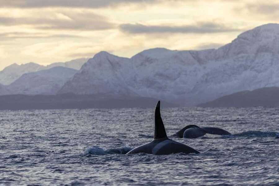 Tromsø Whale Safari with MS Gabriele - Inside the catamaran: warm windows, open decks, and the bar vibe