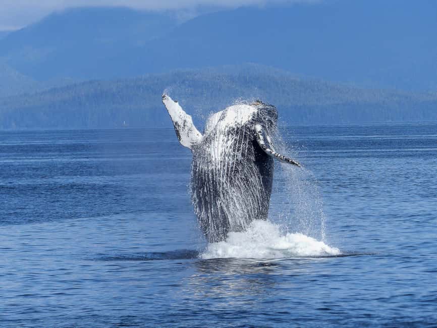 Tromsø Whale Safari with MS Gabriele - Guides in English, and why names matter for your expectations