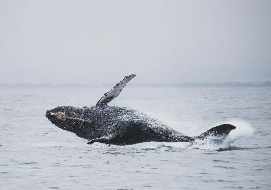 Tromsø Whale Safari with MS Gabriele - When whales move on: Sommarøy fjord cruise options