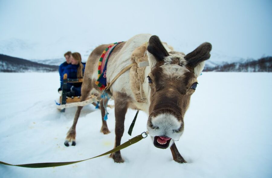 True Locals of the Arctic: Reindeer Sledding at Camp Tamok - Tromsø to Tamokdalen: the 90-minute bus ride that sets the tone