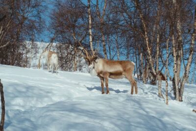 True Locals of the Arctic: Reindeer Sledding at Camp Tamok