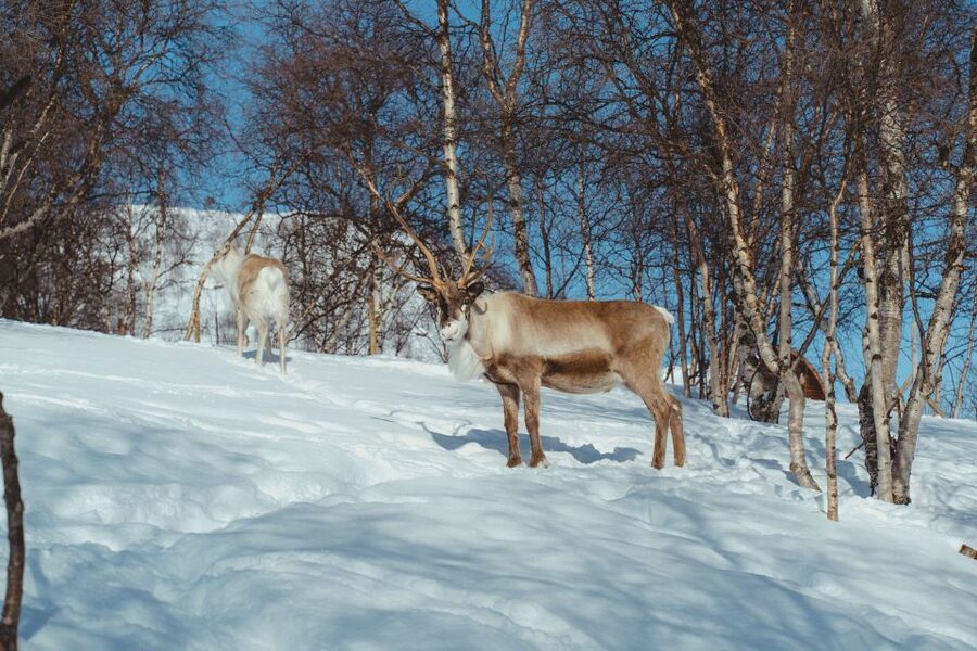 True Locals of the Arctic: Reindeer Sledding at Camp Tamok - Gear up: what’s provided, what you must bring, and how to stay comfortable