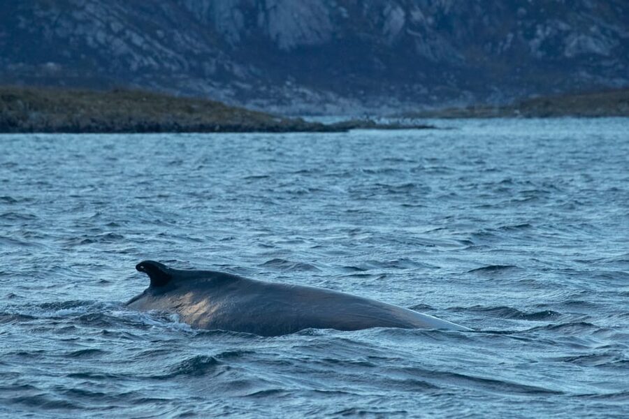 Whale Watching RIB Safari at Skjervøy - Key things I think are worth your attention