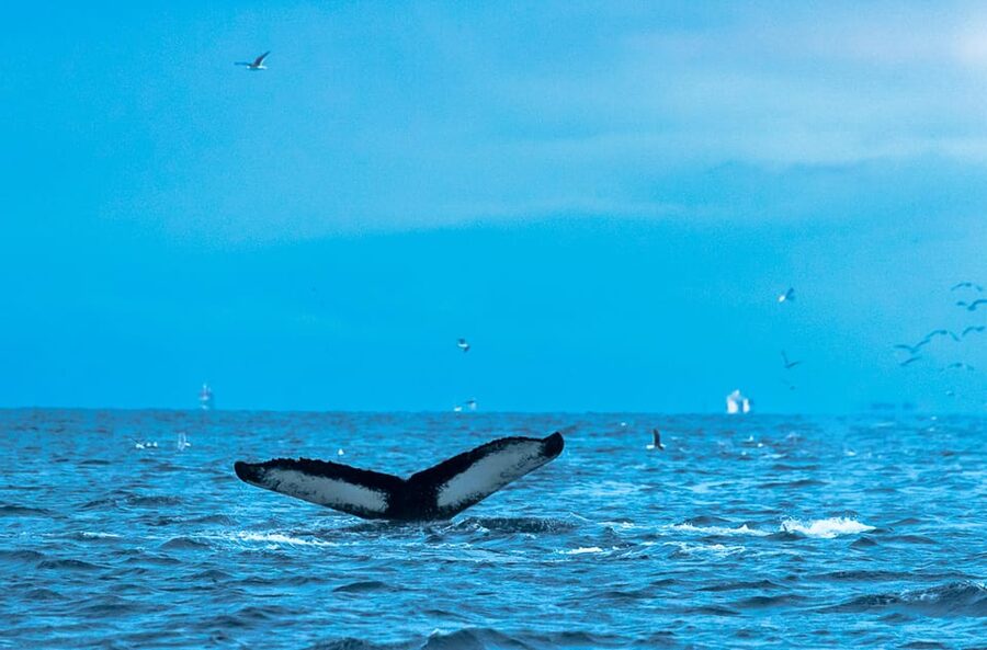 Whale Watching RIB Safari at Skjervøy - The timing on water: 2.5 to 3 hours depends on weather