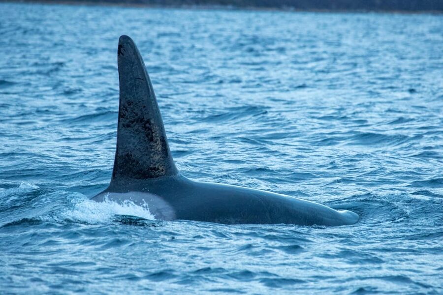 Whale Watching RIB Safari at Skjervøy - Price, value, and who this tour fits best